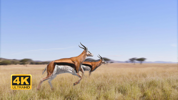 Antelope Walking/Running
