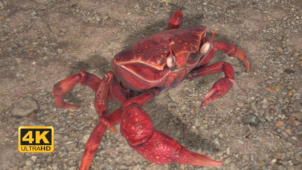 Crab Walking