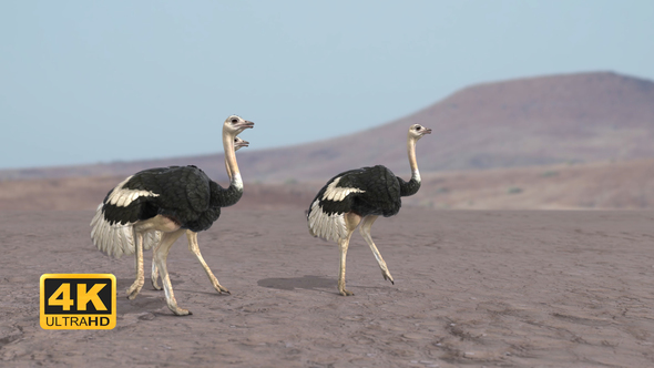 Ostrich Walking/Running