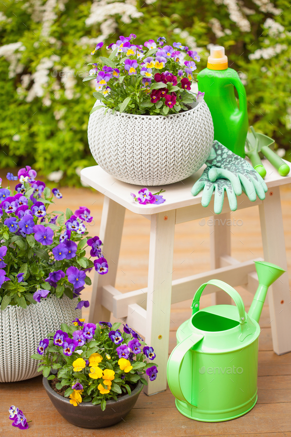 beautiful pansy summer flowers in garden, watering can, tools - Stock Photo - Images