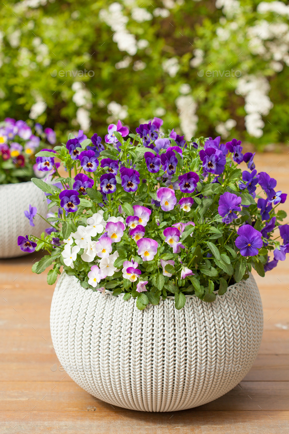 beautiful pansy summer flowers in flowerpots in garden - Stock Photo - Images