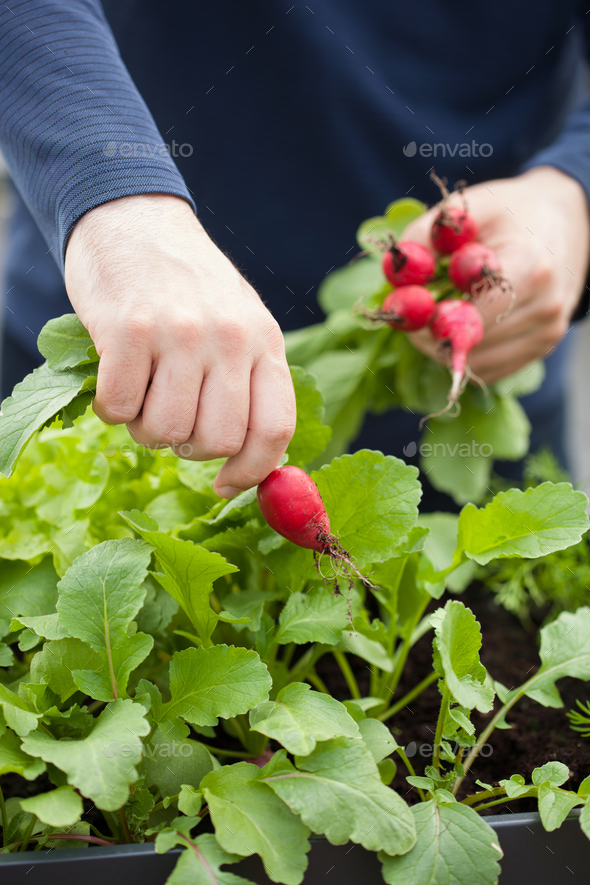 man gardener picking radish from vegetable container garden on b - Stock Photo - Images