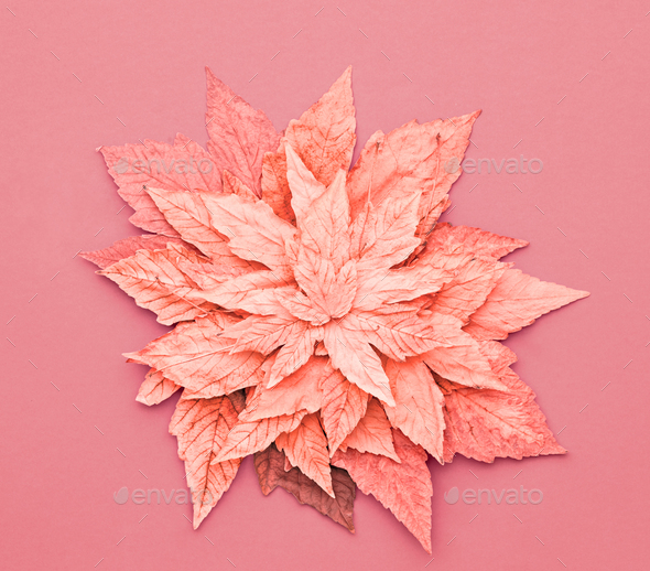 Minimal. Autumn Art. Fall Fashion mood. Maple Leaf Stock Photo by 918Evgenij