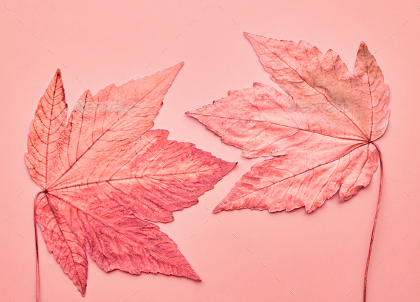 Autumn Art. Fall Fashion. Minimal. Maple Leaf Stock Photo by 918Evgenij