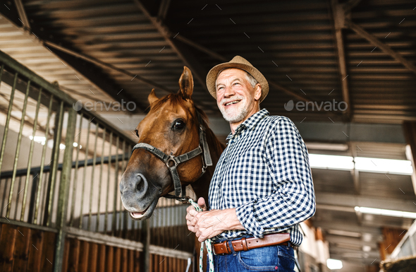 A senior man with a hat standing close to a horse in a stable, holding it. Stock Photo by halfpoint