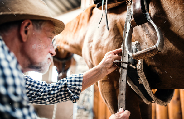 A close-up of a senior man putting a saddle on a horse in a stable. Stock Photo by halfpoint