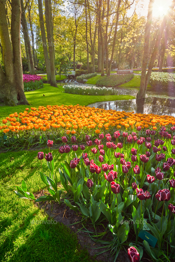 Keukenhof flower garden. Lisse, the Netherlands. - Stock Photo - Images