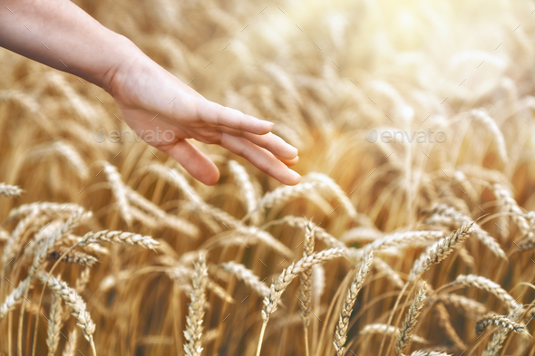 hand touching golden wheat Stock Photo by choreograph | PhotoDune