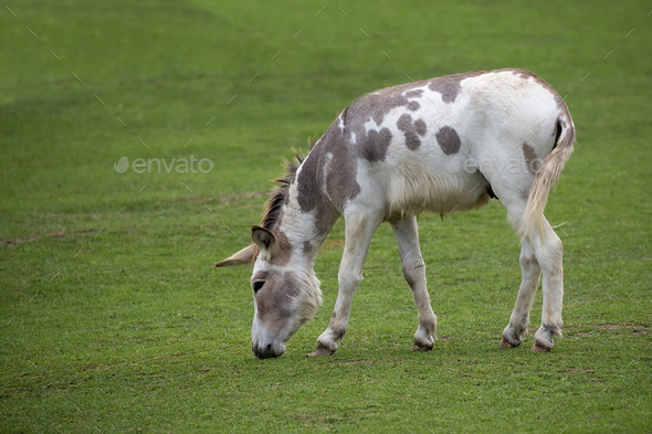 Donkey in a clearing Stock Photo by johan10 | PhotoDune