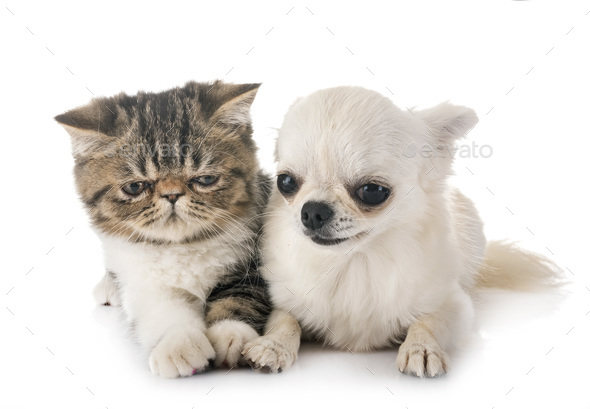 Exotic Shorthair Kitten And Chuihuahua Stock Photo By Cynoclub