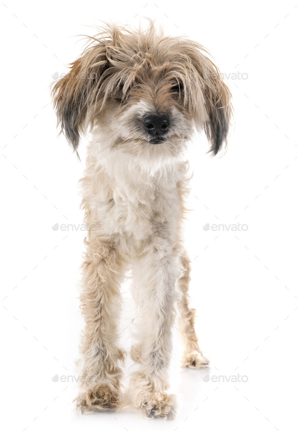 are tibetan terriers stubborn