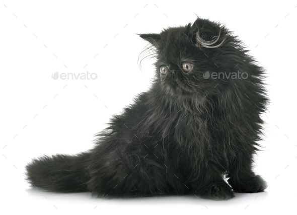 black persian kitten stock