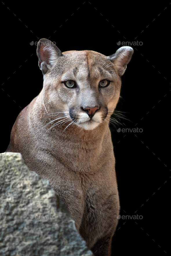 cougar puma or mountain lion