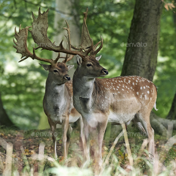 Fallow deer (Dama dama) - Stock Photo - Images