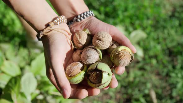 Green Walnuts in the Hands of a Male Farmer Closeup alt