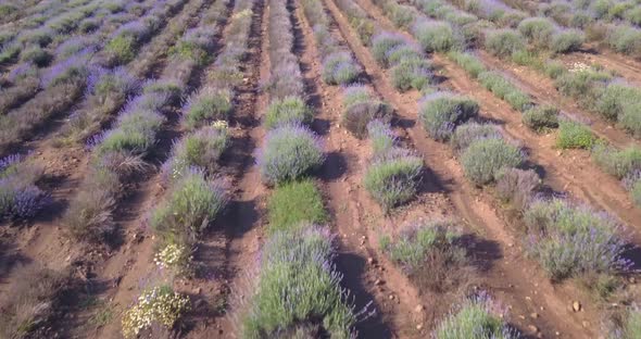 Lavender Field Aerial Drone View
