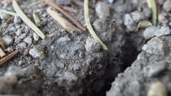 Ants Carry Stones From The Anthill 3 alt