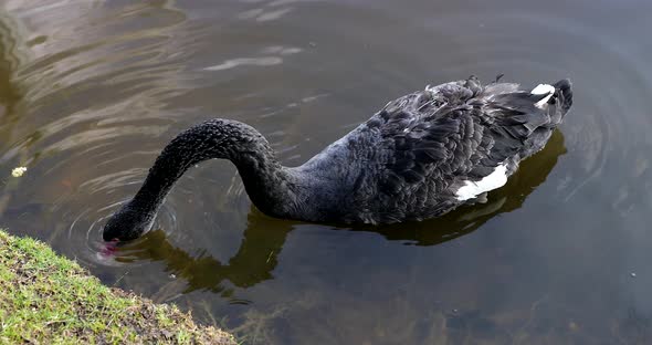 Beautiful Black Swan Swims on the Lake Looking for Food alt