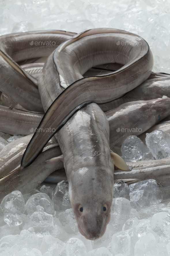 baby conger eel