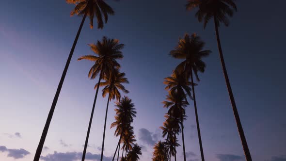 Driving Under Palm Trees at Sunset. alt