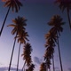 Driving Under Palm Trees at Sunset. - VideoHive Item for Sale