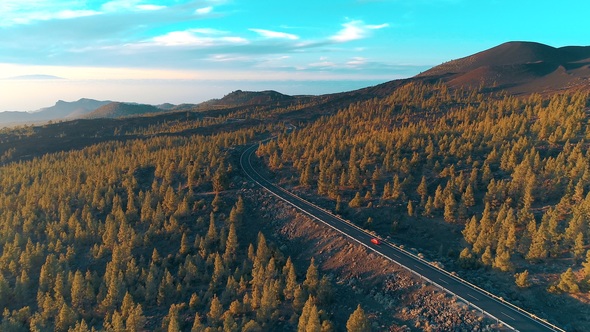 Pine Forest Road At Sunset alt