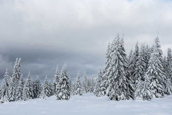 Một hình nền hoàn hảo cho mùa giáng sinh và năm mới: cây mùa đông được bao phủ bởi những tuyết trắng tinh khiết. Hình ảnh này sẽ mang đến cho bạn cảm giác ấm cúng và đầy hy vọng, tạo nên một không gian trong sáng, hòa quyện cùng ý nghĩa của lễ hội.