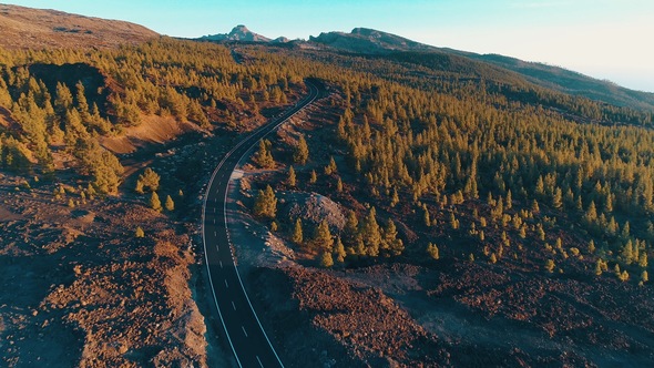 Pine Forest Road at Sunset 2