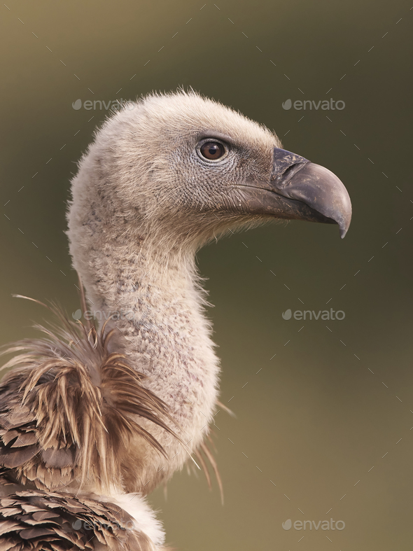 Griffon vulture (Gyps fulvus) Stock Photo by DennisJacobsen | PhotoDune