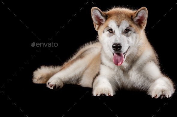 husky puppy panting