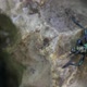 Long-horned Beetle  in the Wild - VideoHive Item for Sale