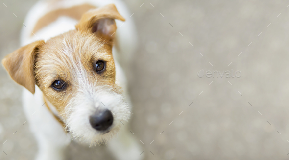 Looking happy pet dog puppy banner Stock Photo by Elegant01 | PhotoDune