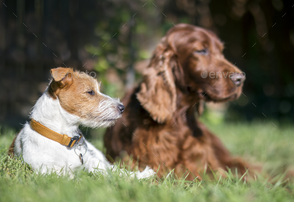 Pet friendship - lazy dogs resting in the grass Stock Photo by Elegant01