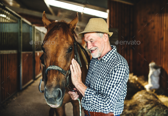A senior man with a hat standing close to a horse in a stable, holding it. Stock Photo by halfpoint