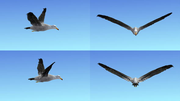 Seagull Flight Loop