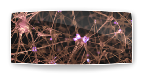 Organic Network of Neurons and Synapses