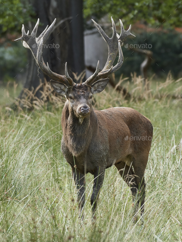 Red deer (Cervus elaphus) - Stock Photo - Images