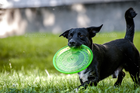 Dog & frisbee Stock Photo by pixelaway | PhotoDune