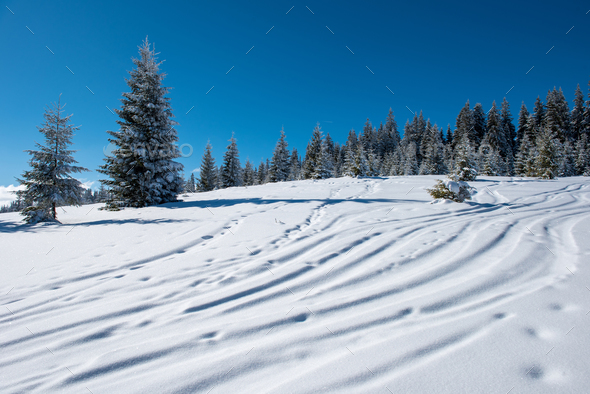 Free Ride Ski And Snowboard Tracks In Powder Snow Stock Photo By Salajean