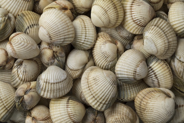 Fresh raw common cockles