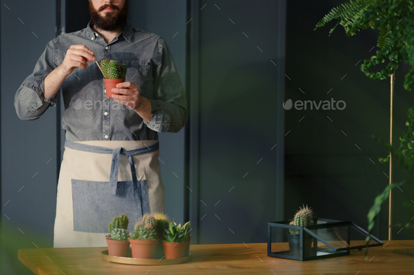 Man with gardening hobby replanting cacti in grey interior Stock Photo by bialasiewicz