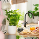 Woman spreading jam on bread on wooden desk in kitchen interior - $5.00 Woman spreading jam on bread on wooden desk in kitchen interior