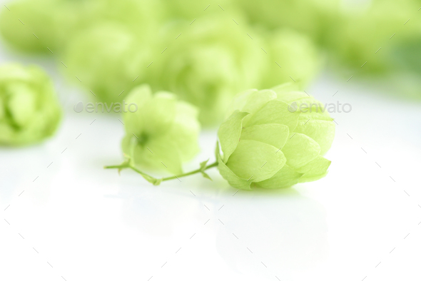 Hop cones (Humulus) isolated closeup on white background
