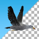 Seagull Flight Loop - VideoHive Item for Sale