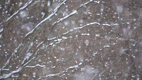 Fluffy snow falls gently in slow motion. alt