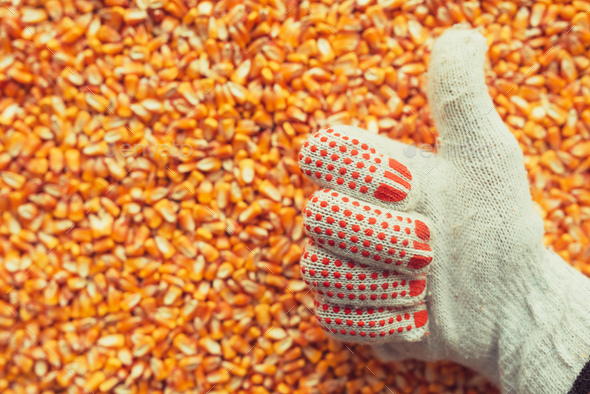 Satisfied farmer gesturing thumbs up over harvested corn kernels