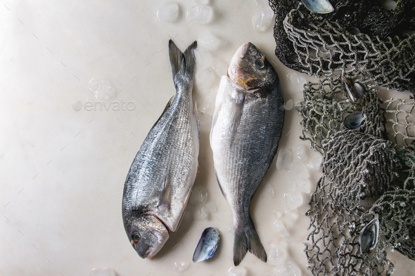 Raw sea bream fish - Stock Photo - Images