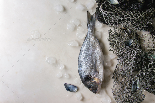 Raw sea bream fish - Stock Photo - Images