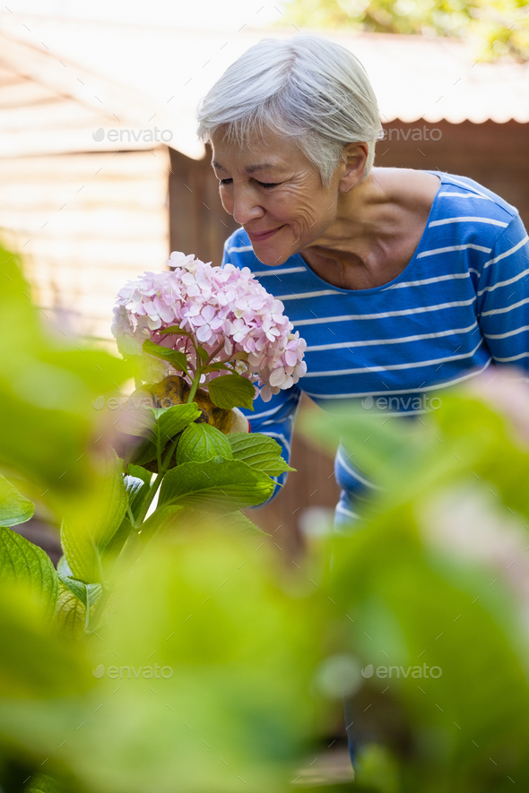 Smiling senior woman smelling pink hydrangea bunch