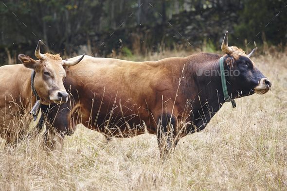 Cow And Bull In The Countryside. Cattle, Livestock. Mammal Stock Photo 